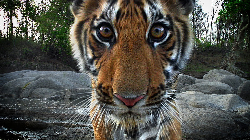 tiger-spy-in-the-jungle